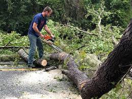 How Our Tree Care Process Works  in Bentonville, AR