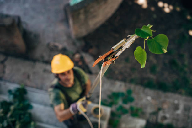 Trusted Bentonville, AR Tree Services Experts